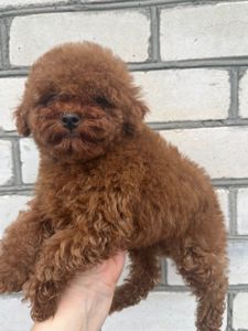 Той пудель девочка Ред Браун