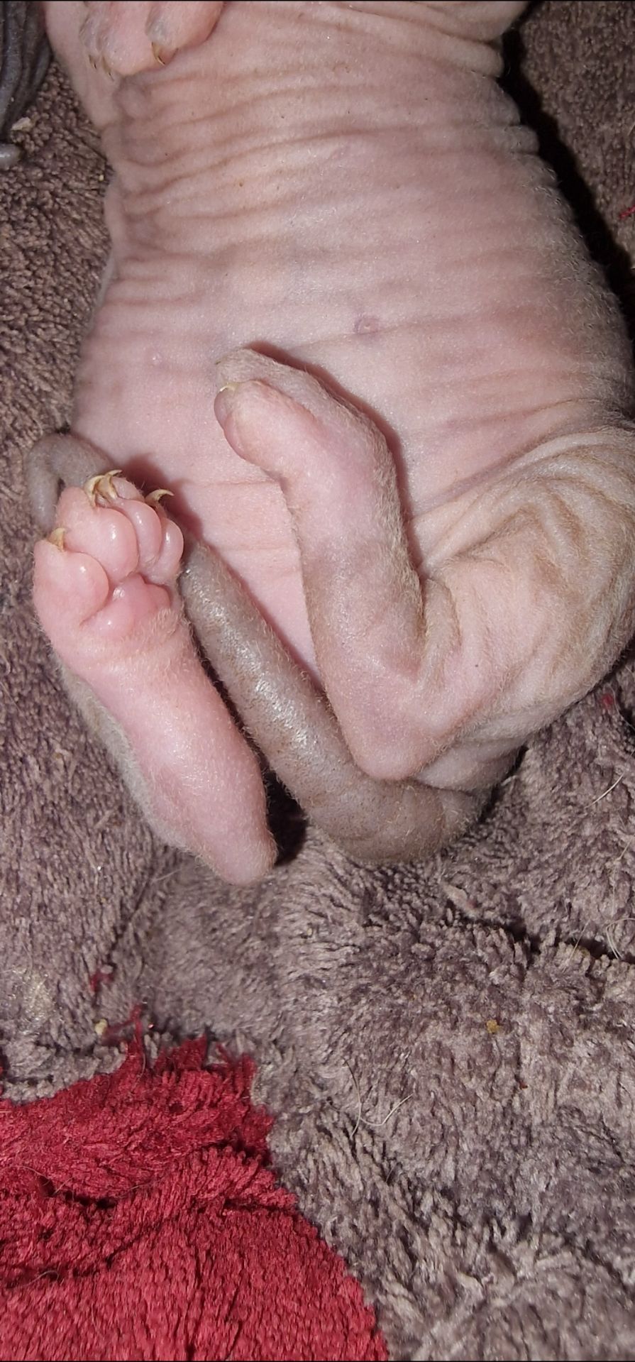 Сфинкс, эльф