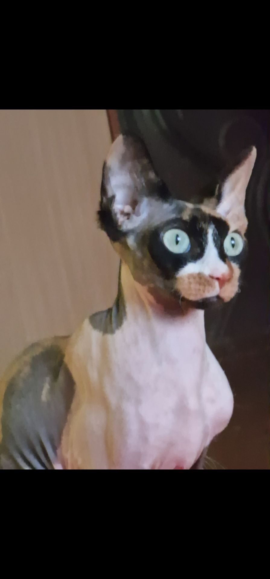 Сфинкс, эльф