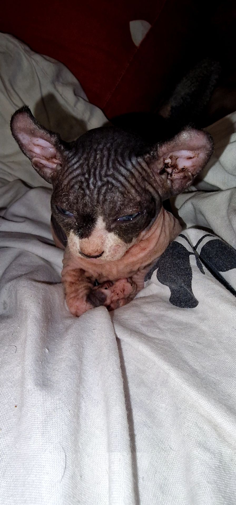 Сфинкс, эльф