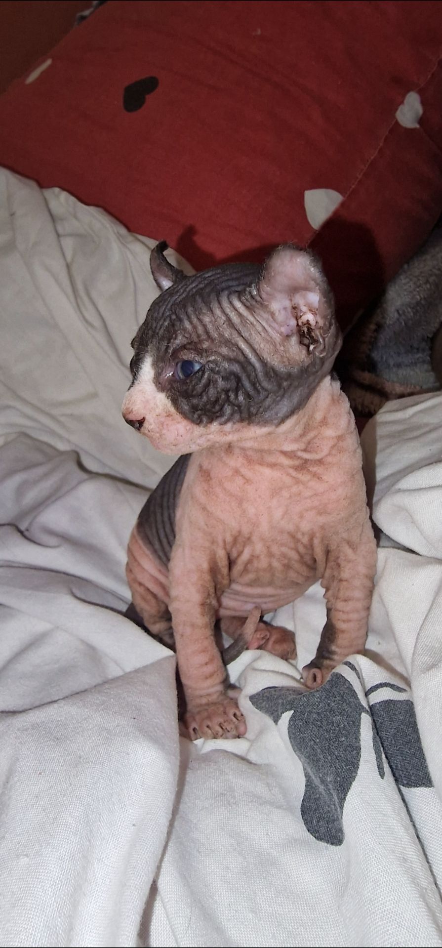 Сфинкс, эльф