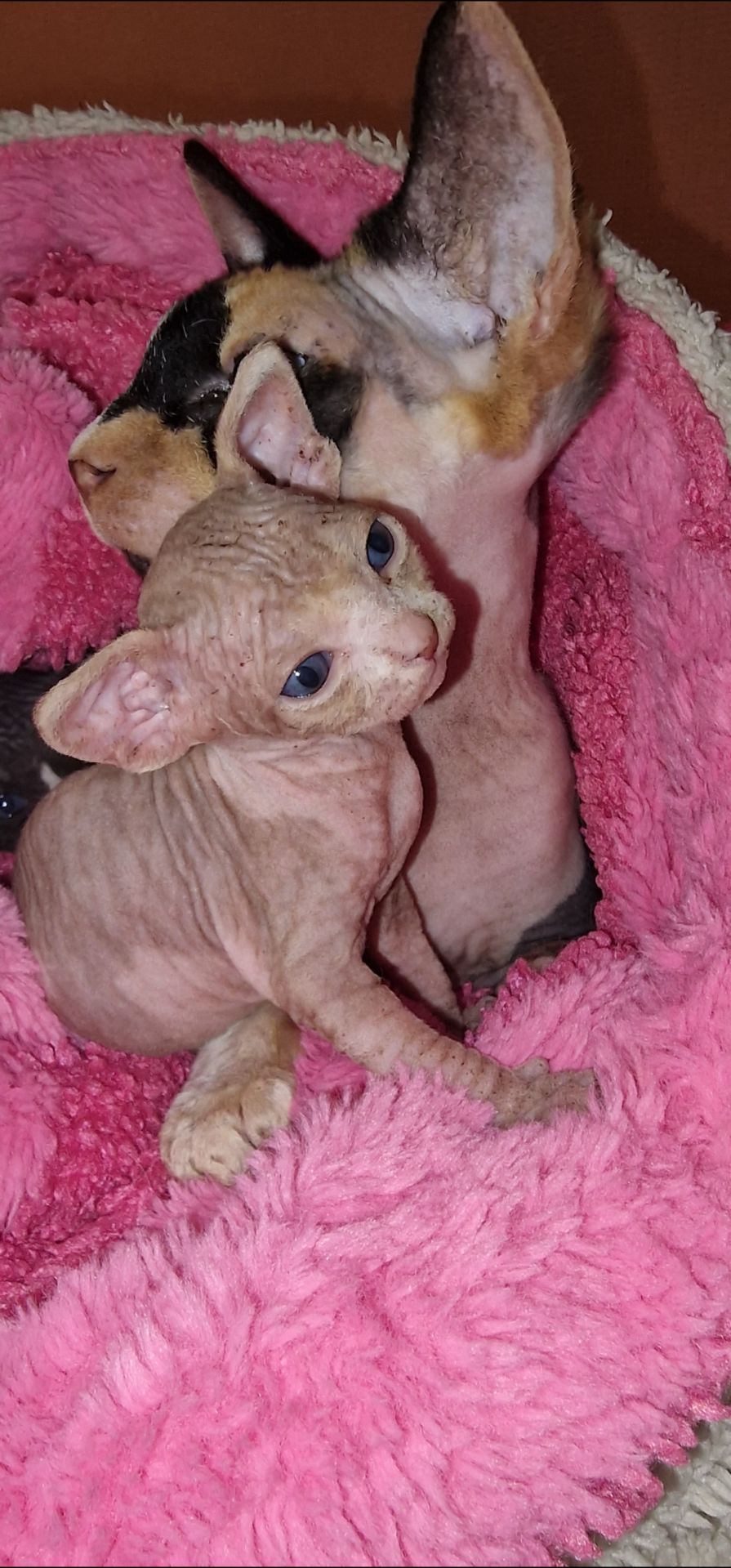 Сфинкс, эльф