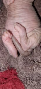 Сфинкс, эльф