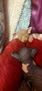 Сфинкс, эльф