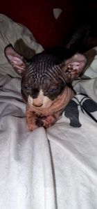 Сфинкс, эльф