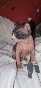 Сфинкс, эльф