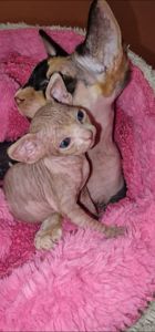 Сфинкс, эльф