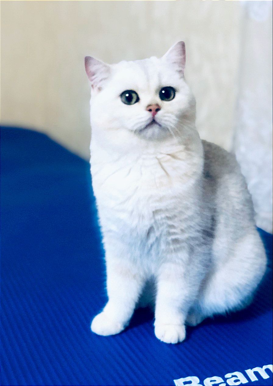 Кішечка у срібному хутрі