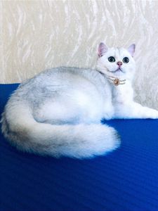 Кішечка у срібному хутрі