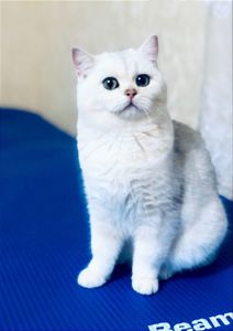 Кішечка у срібному хутрі