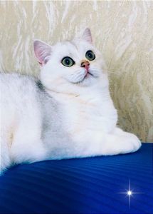 Кішечка у срібному хутрі