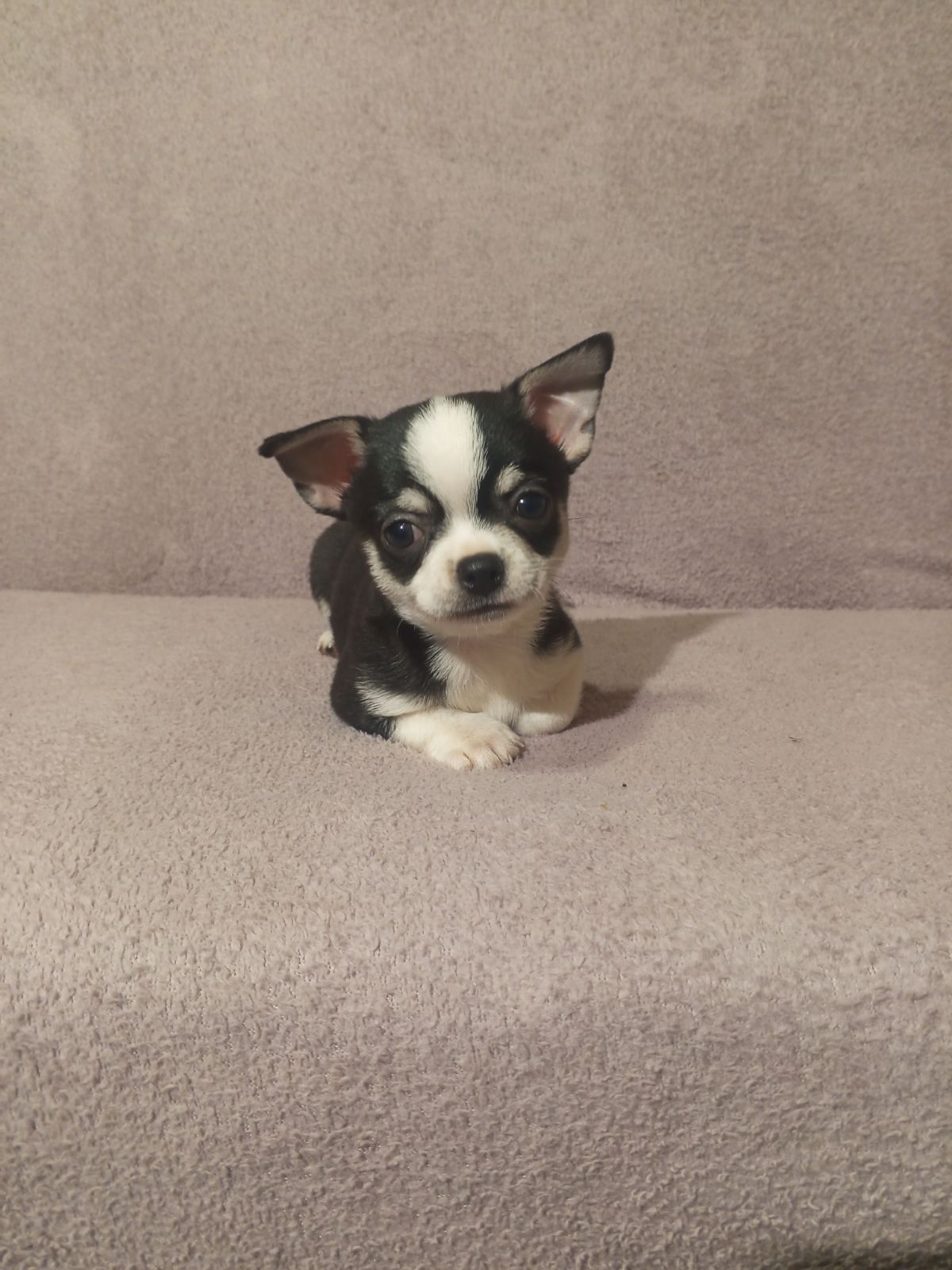 Продам хлопчика чихуахуа