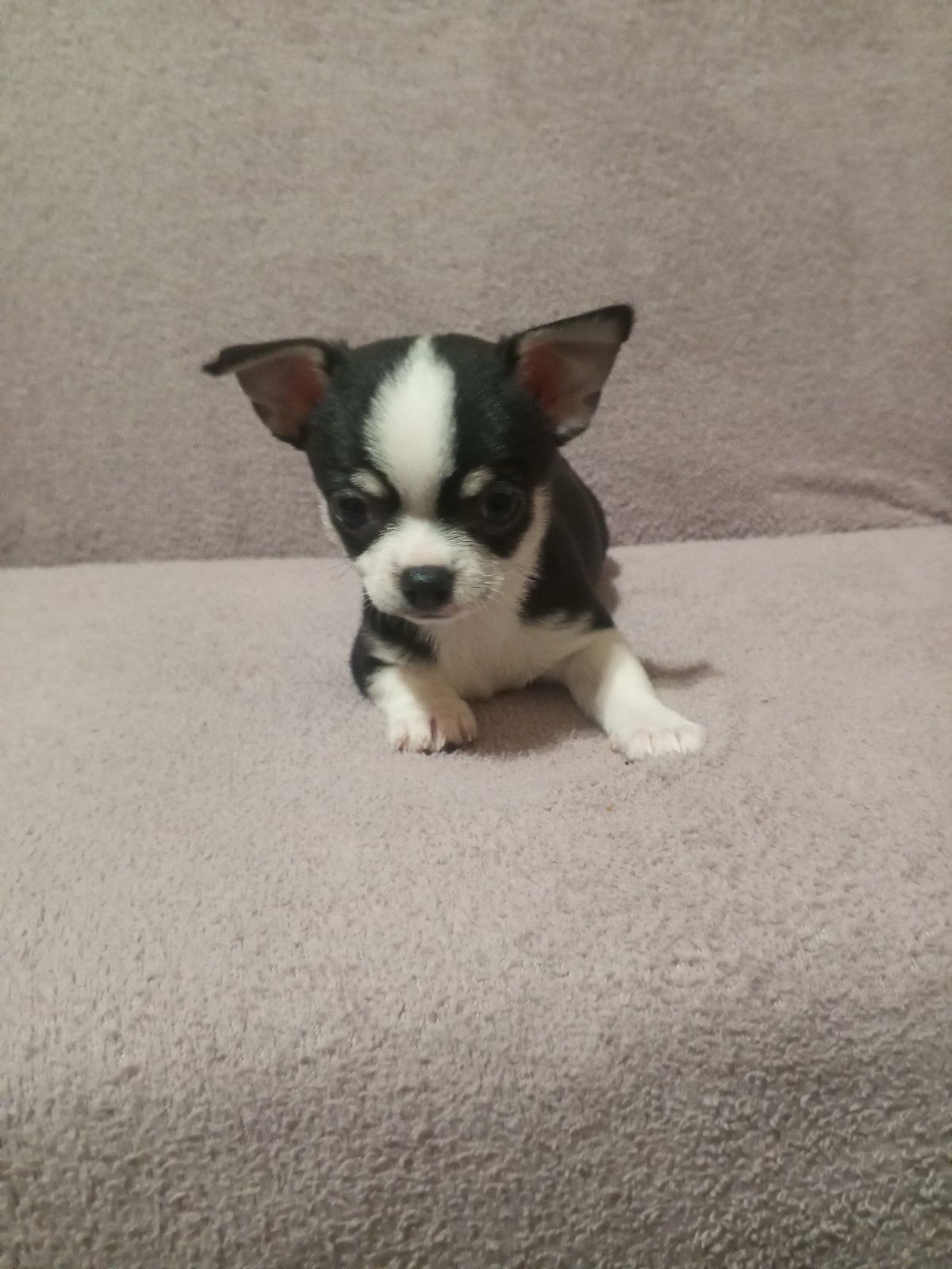 Продам хлопчика чихуахуа