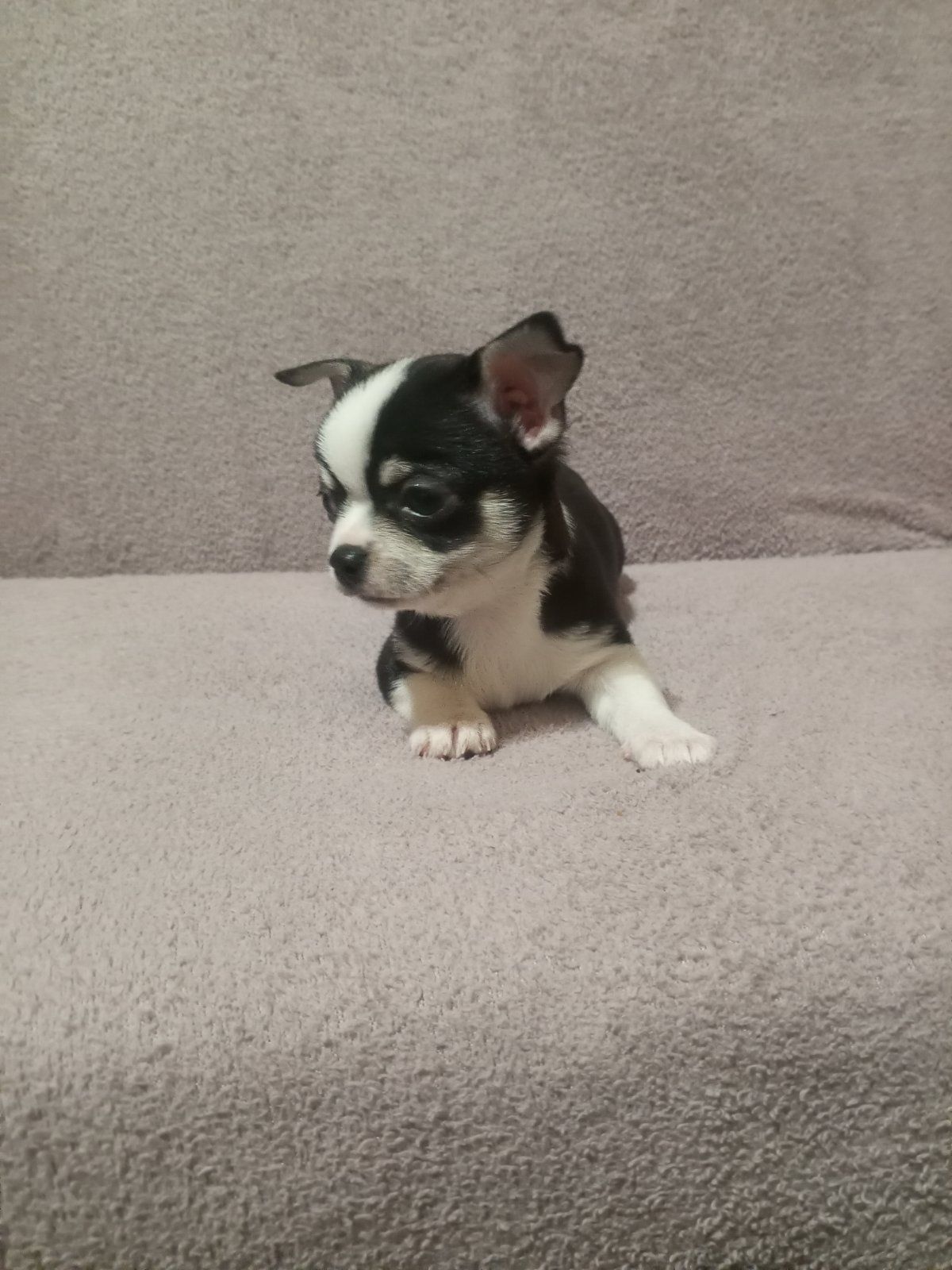 Продам хлопчика чихуахуа