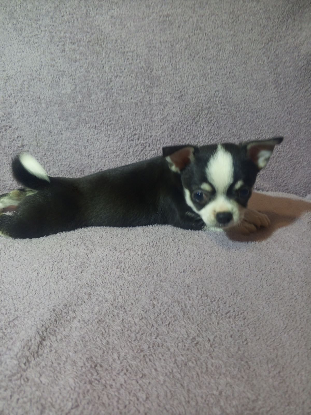 Продам хлопчика чихуахуа