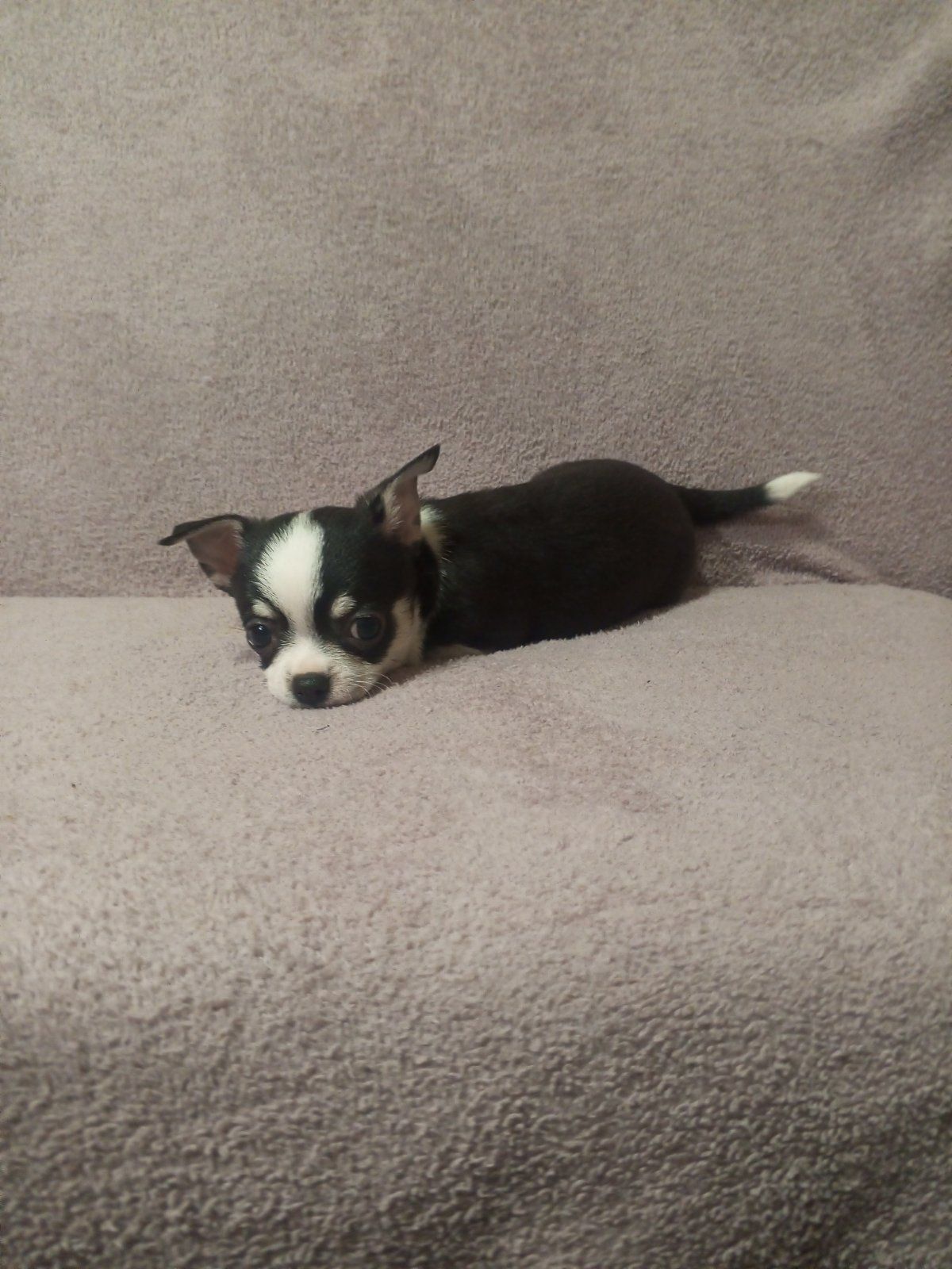 Продам хлопчика чихуахуа