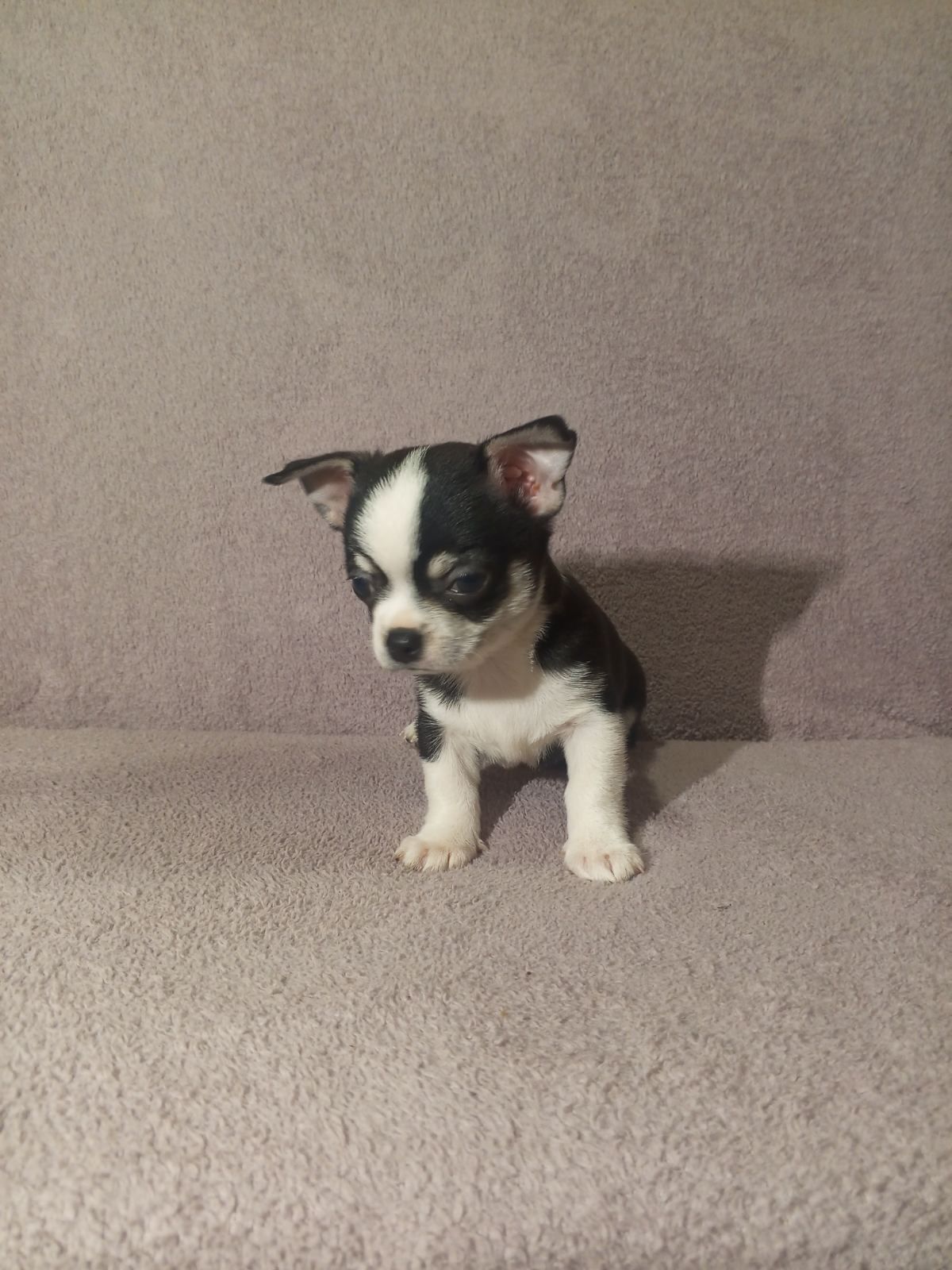 Продам хлопчика чихуахуа