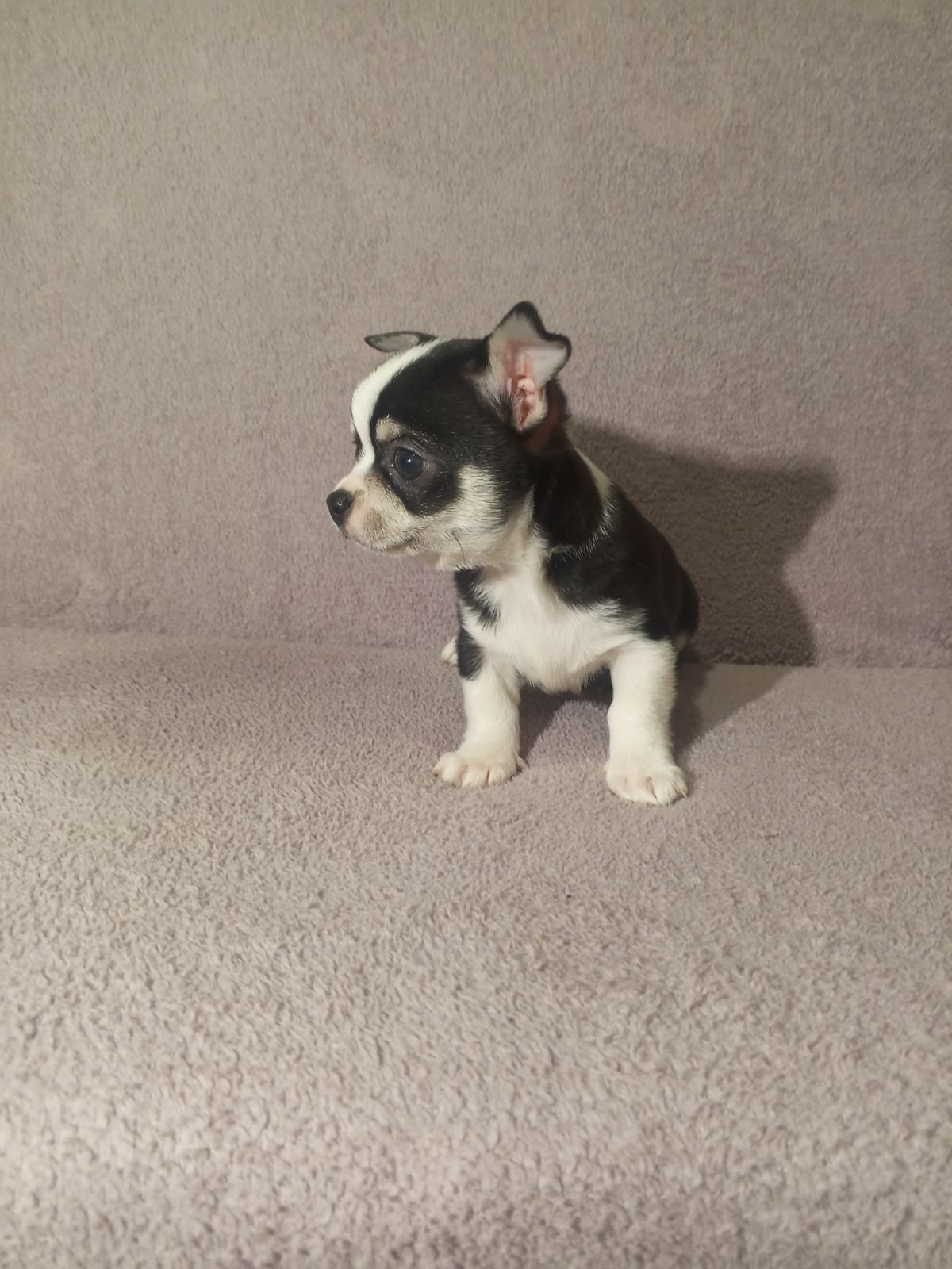 Продам хлопчика чихуахуа