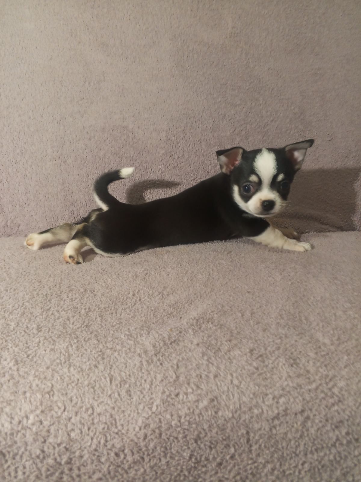 Продам хлопчика чихуахуа