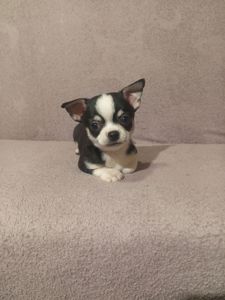 Продам хлопчика чихуахуа