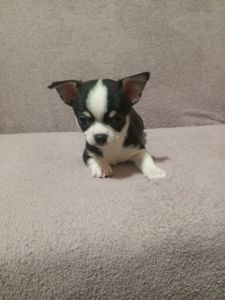 Продам хлопчика чихуахуа