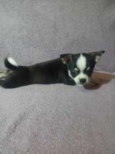 Продам хлопчика чихуахуа