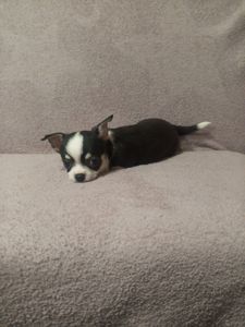 Продам хлопчика чихуахуа