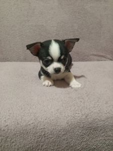 Продам хлопчика чихуахуа