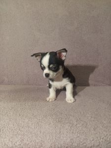 Продам хлопчика чихуахуа