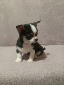 Продам хлопчика чихуахуа