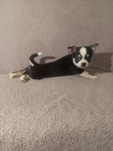 Продам хлопчика чихуахуа