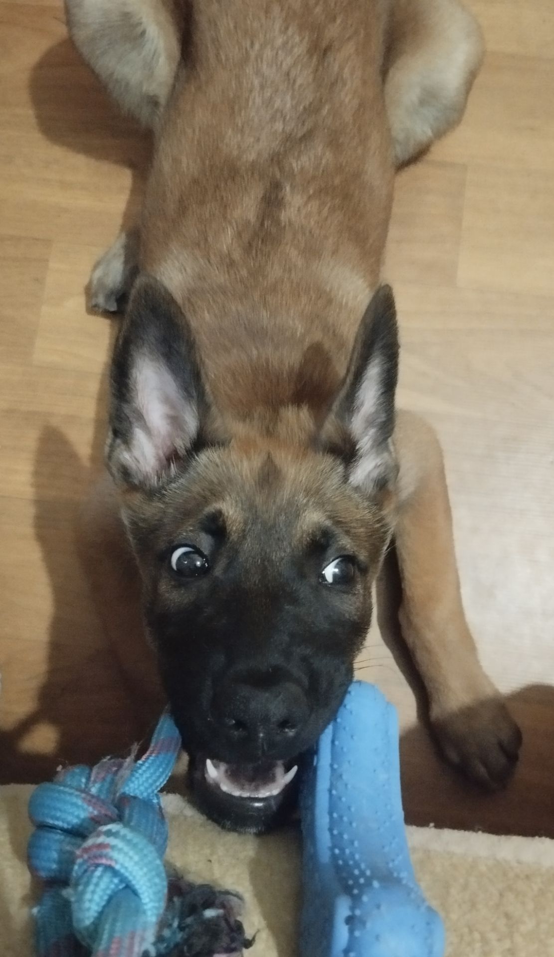 Щенок бельгийской овчарки Малинуа. Девочка