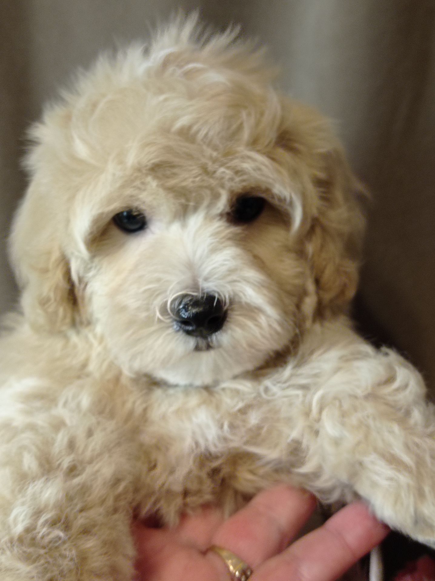 Щенки мальтипу