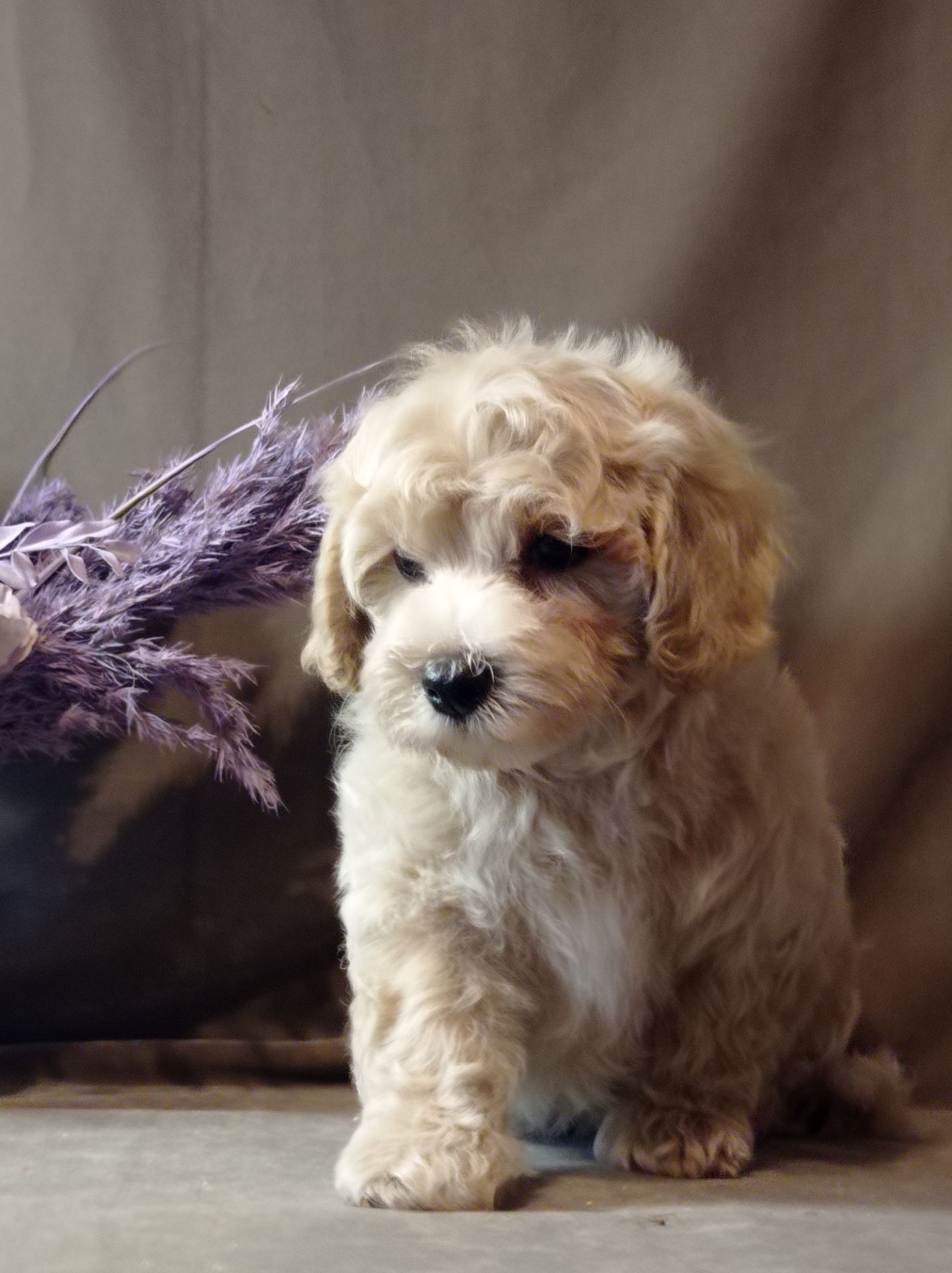 Щенки мальтипу