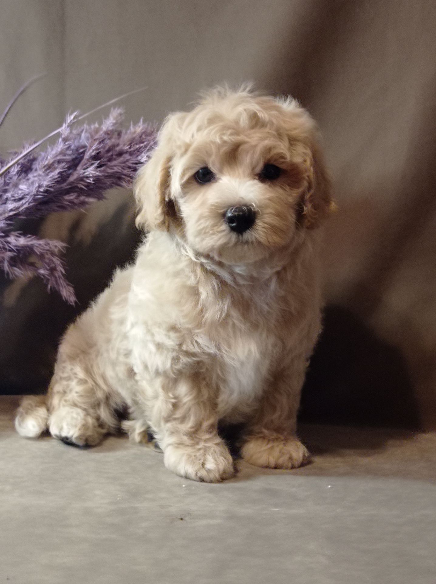 Щенки мальтипу