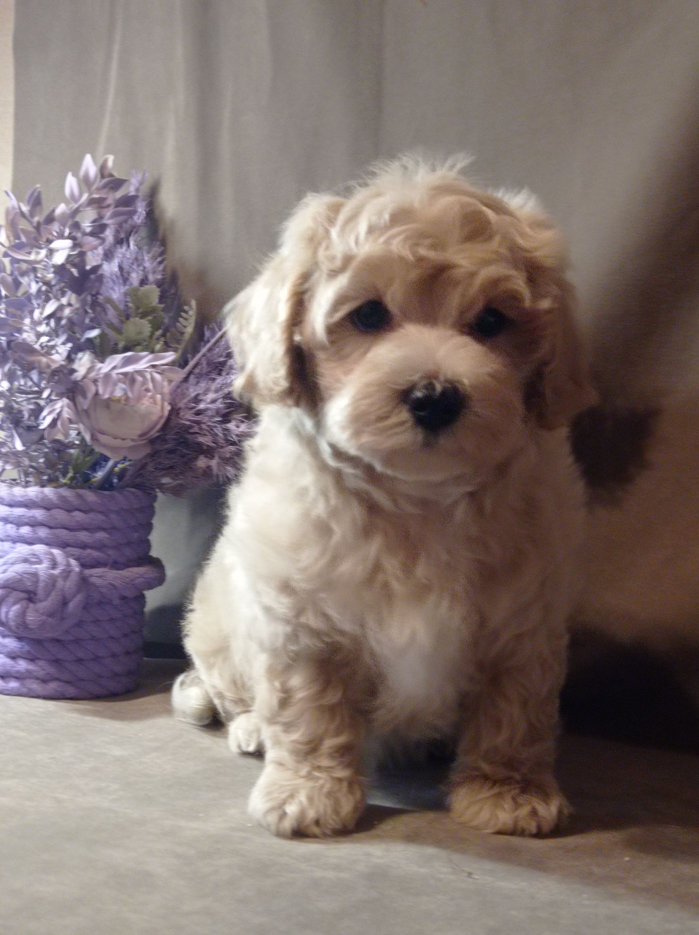 Щенки мальтипу