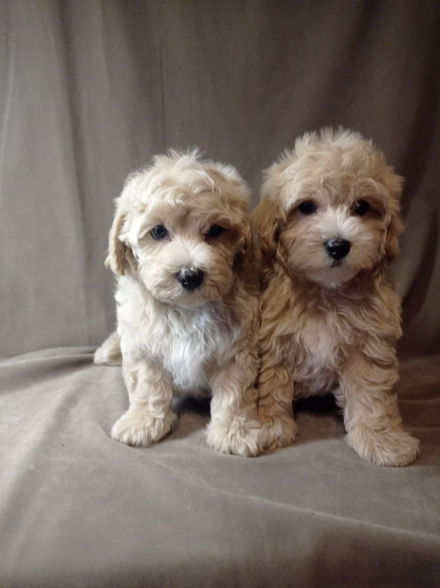 Щенки мальтипу