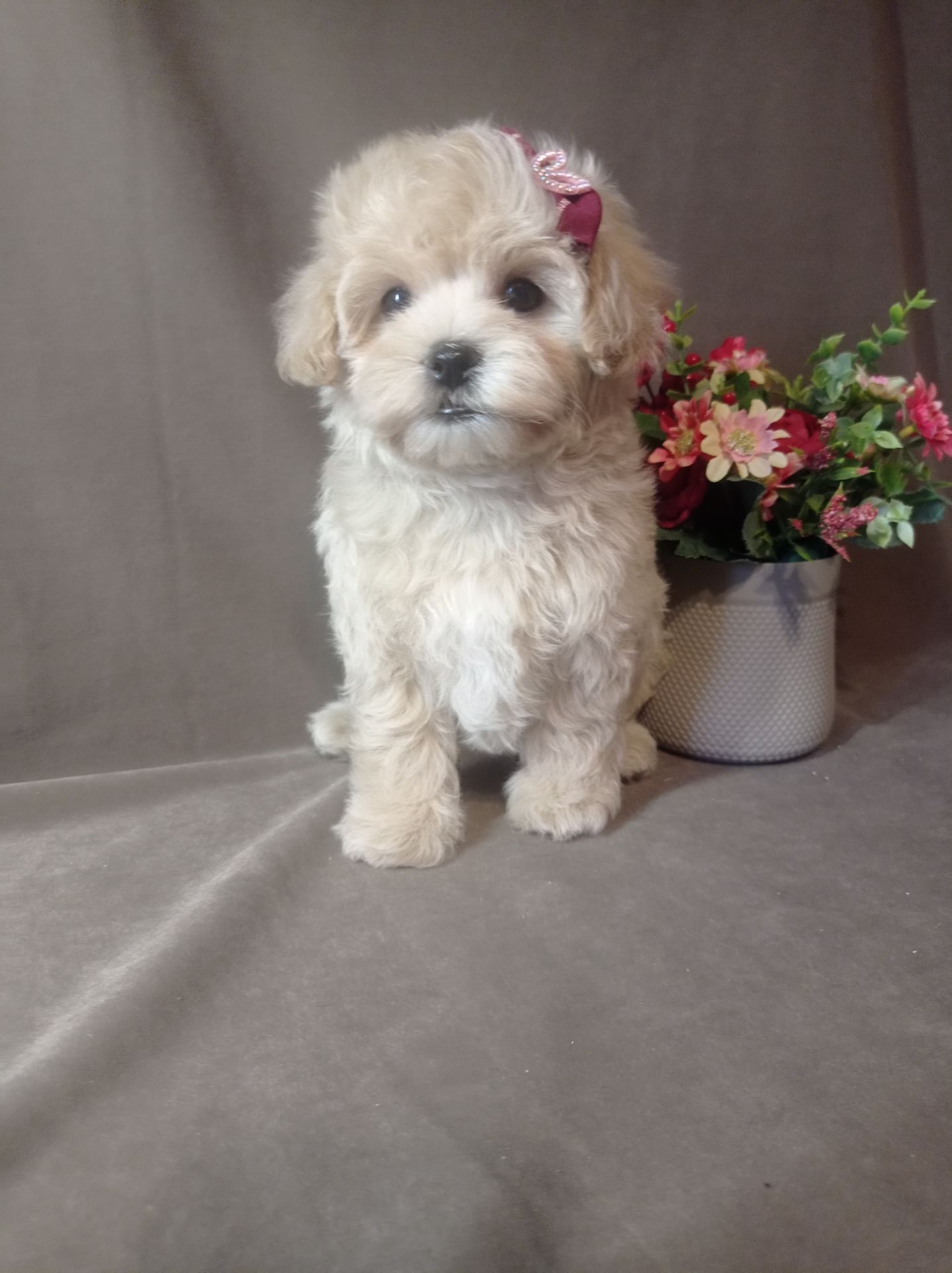 Щенки мальтипу