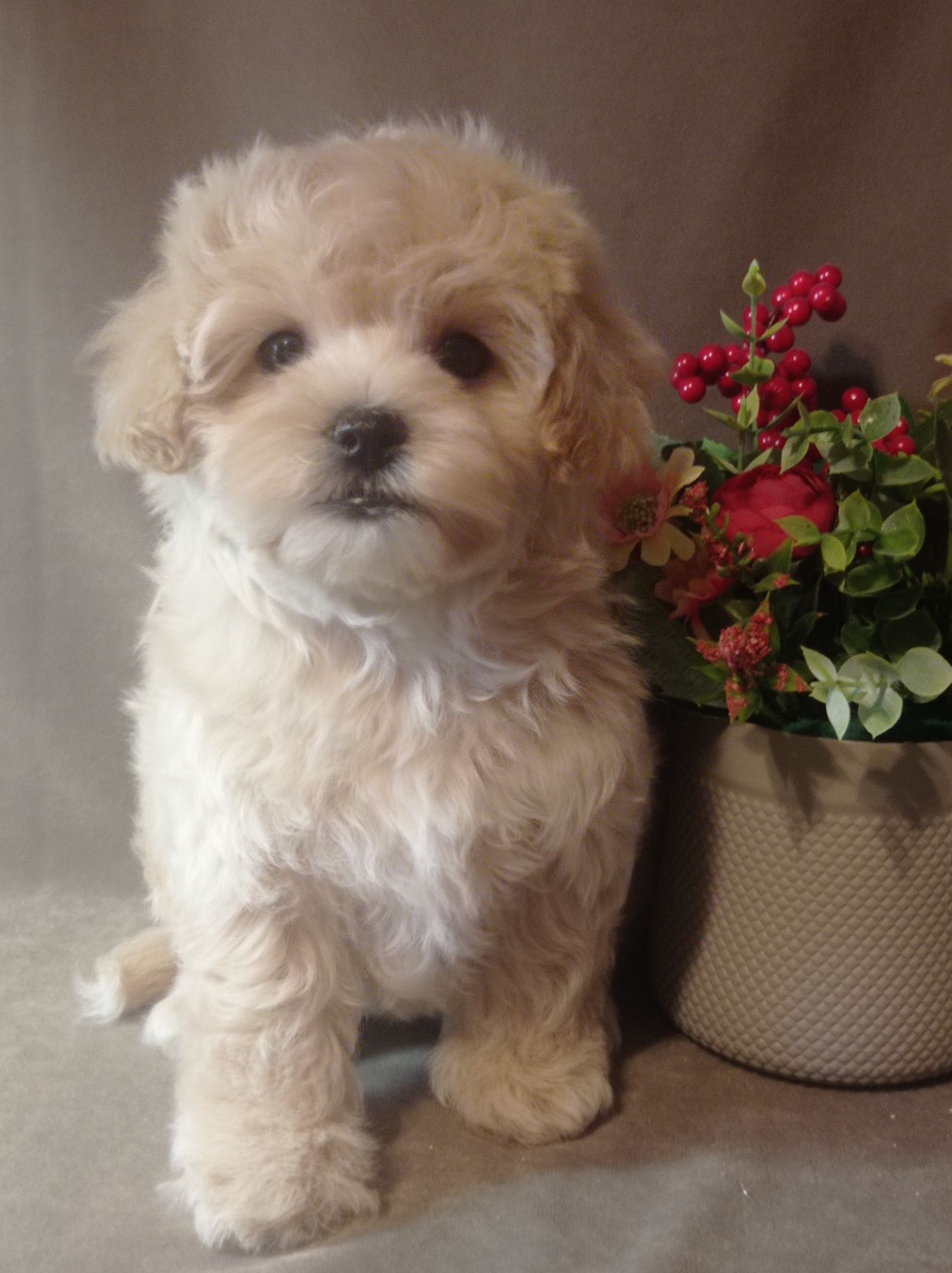 Щенки мальтипу