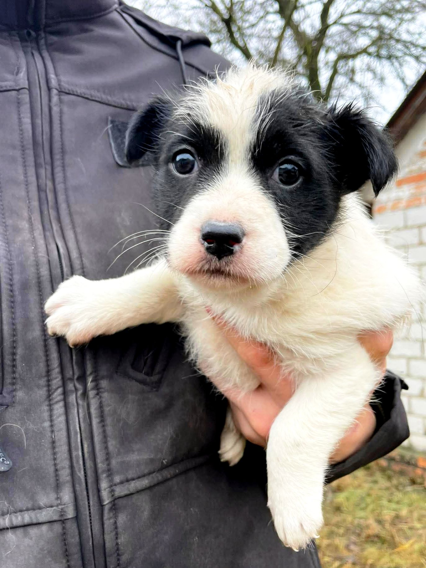 Цуценя Панда, 2 міс