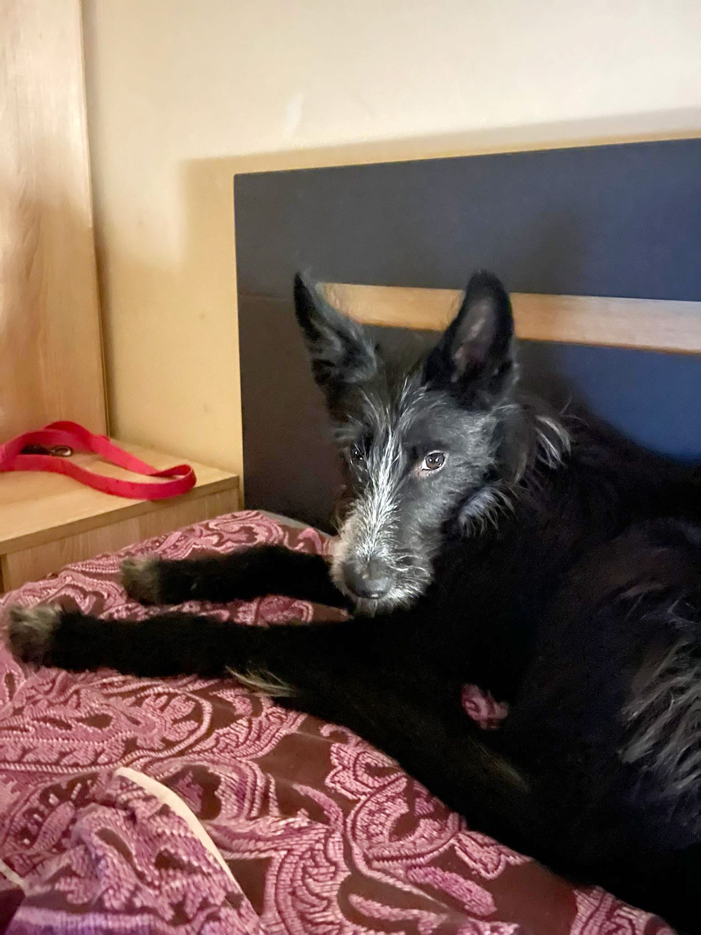 Цуценя Брюс