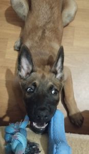 Щенок бельгийской овчарки Малинуа. Девочка