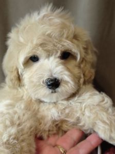 Щенки мальтипу