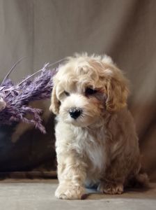 Щенки мальтипу