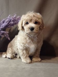 Щенки мальтипу