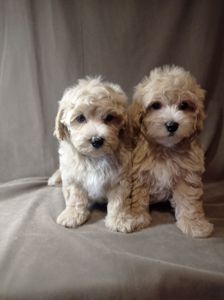 Щенки мальтипу