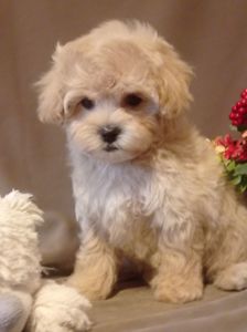 Щенки мальтипу