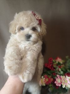 Щенки мальтипу