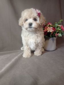 Щенки мальтипу