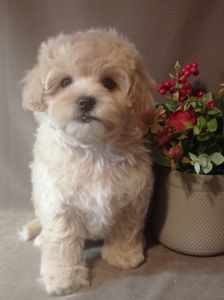 Щенки мальтипу